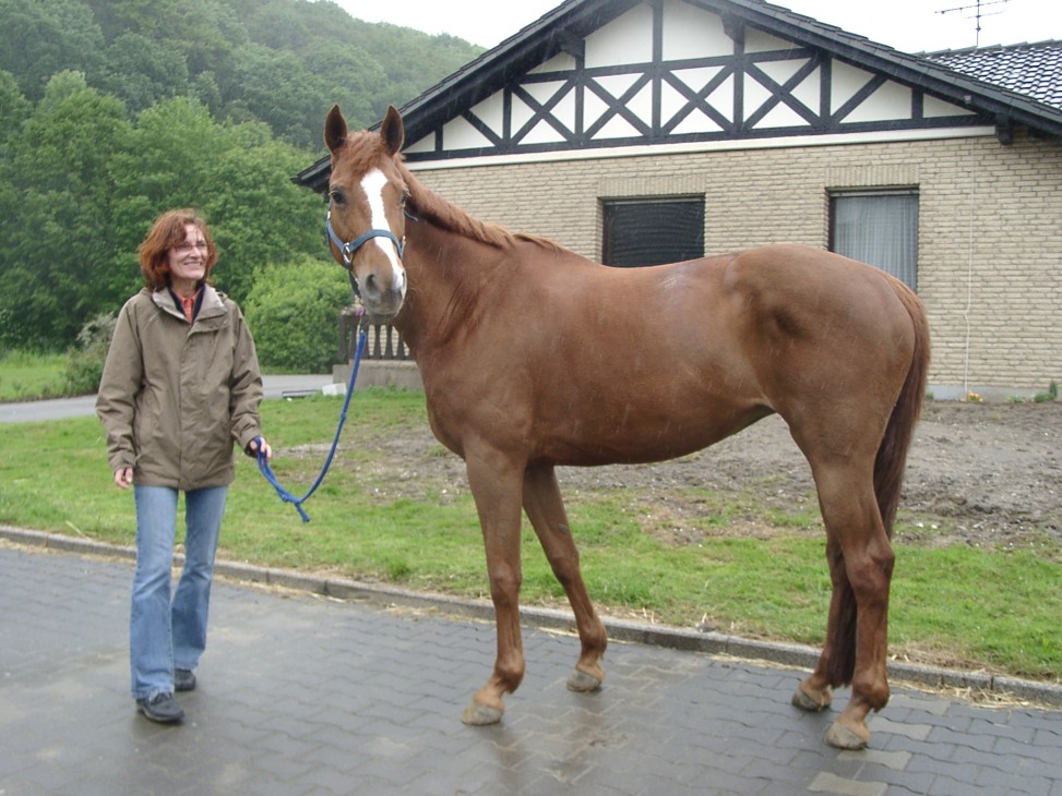 Natiella Hengst Herzruf von Knigspark