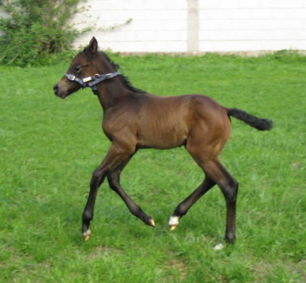 Belle Soleil  Hengst Cardeau von Silvermoon