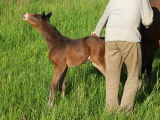 Bellino Hengstfohlen aus der Bella Tivana und Schwarzgold