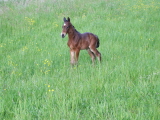 Bellino Hengstfohlen aus der Bella Tivana und Schwarzgold