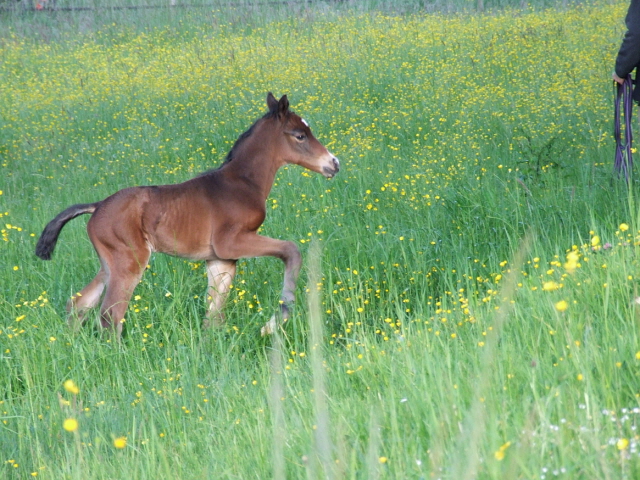 Bellino Hengstfohlen aus der Bella Tivana und Schwarzgold