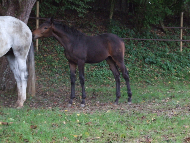 Badenfrst Hengst von Zauberfrst